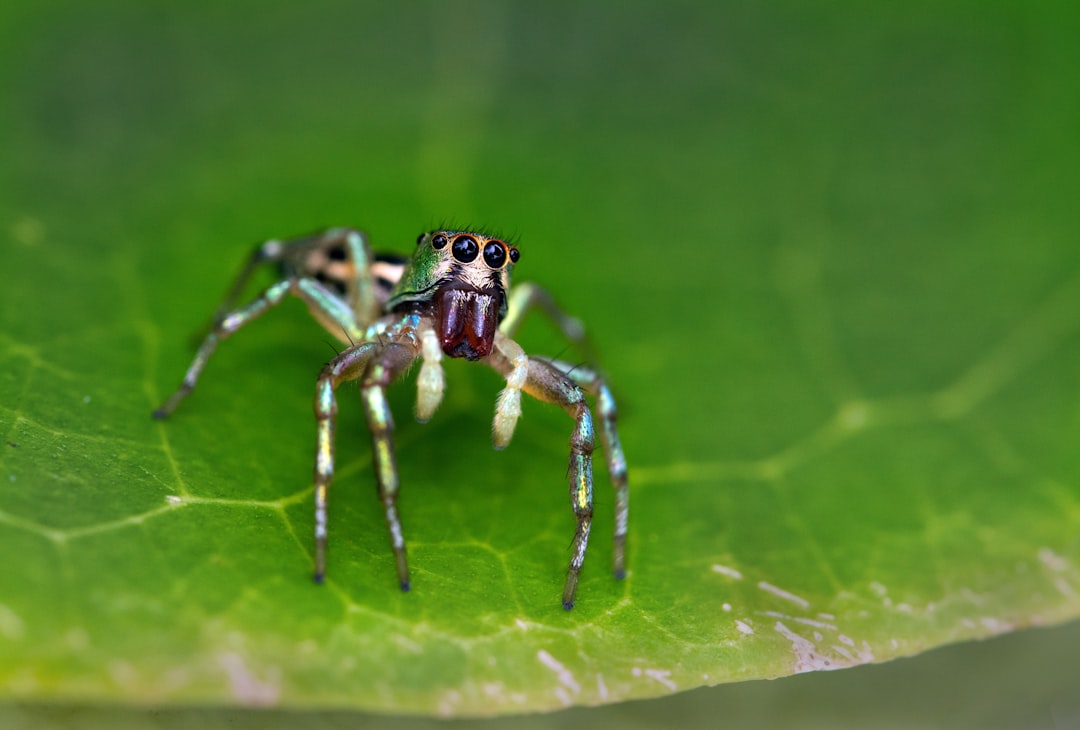 The Fascinating Phidippus Regius: A Closer Look